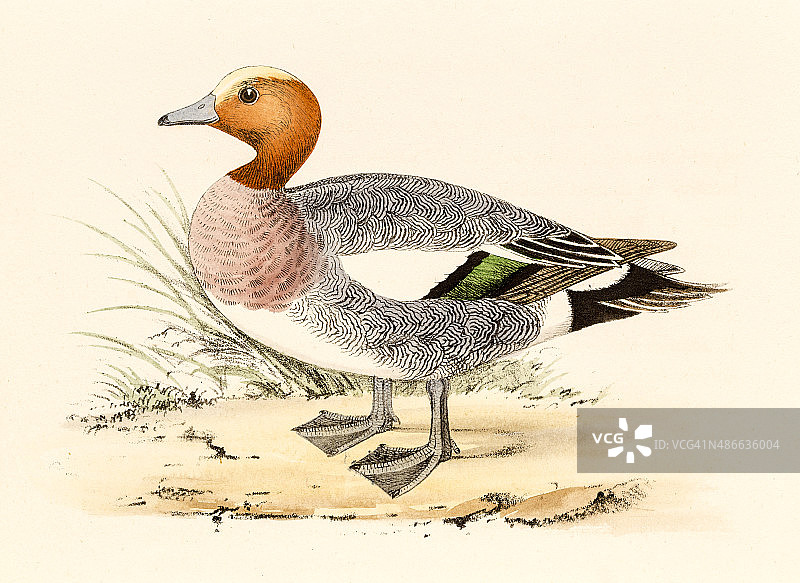 赤膀鸭，19世纪科学插画图片素材