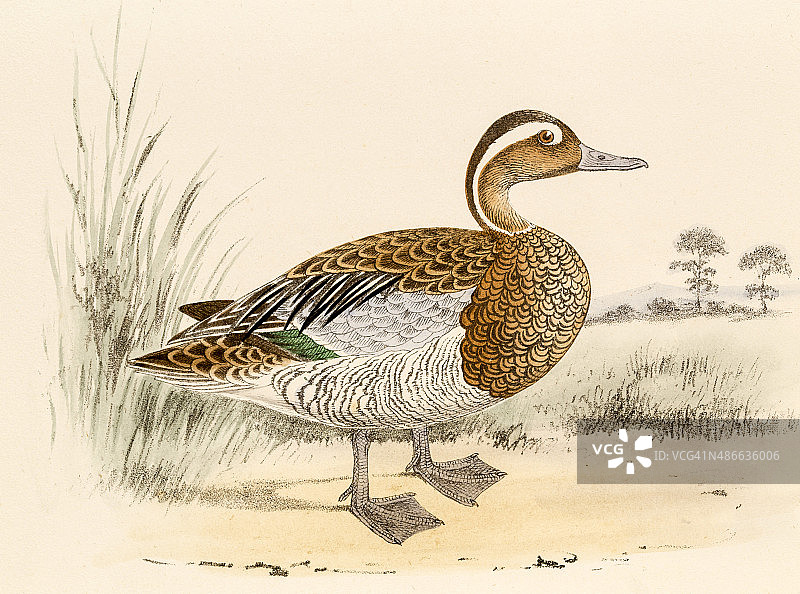 19世纪科学插画：小绒鸭图片素材