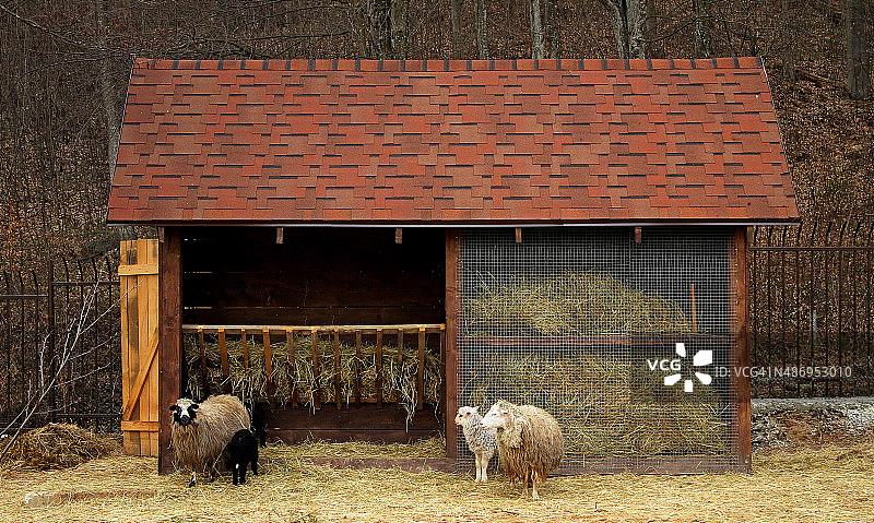 公羊、绵羊和小羊在羊场附近的饲料槽旁图片素材