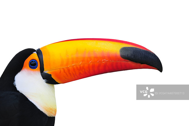 体罚巨嘴鸟图片素材