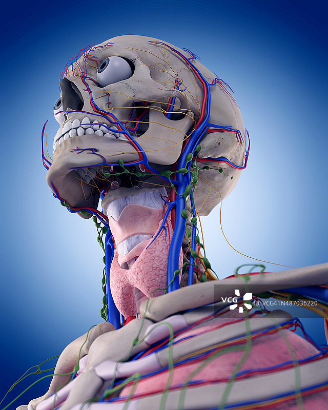 咽喉解剖结构图片素材