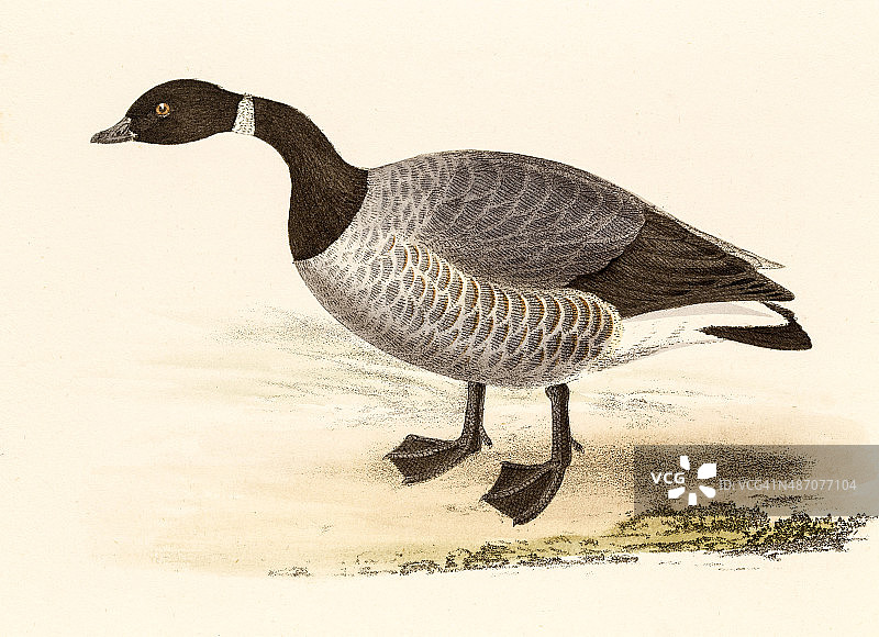 19世纪科学插画中的黑雁图片素材