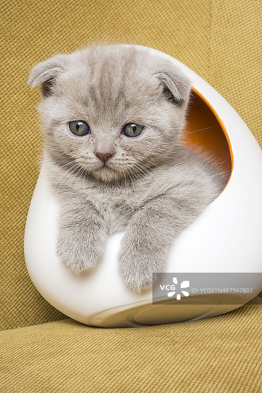 有趣的小猫，苏格兰折耳猫图片素材
