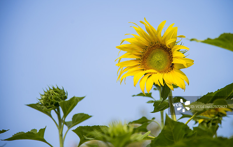 花园里的向日葵图片素材