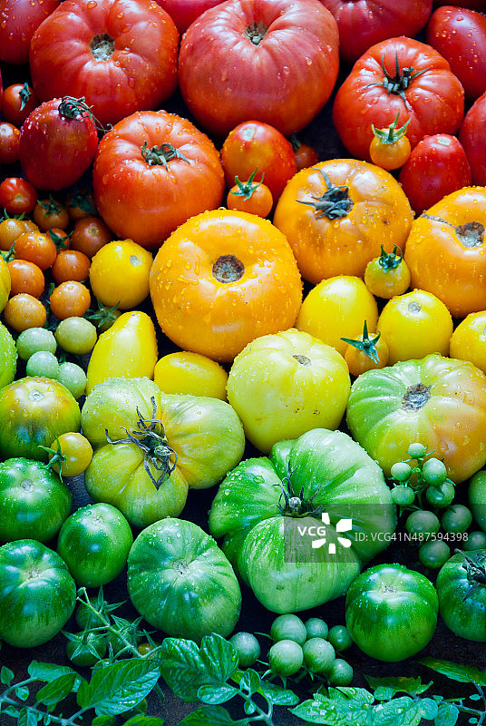 西红柿图片素材