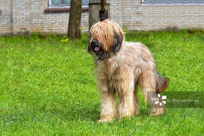 布里亚牧羊犬站立图片素材