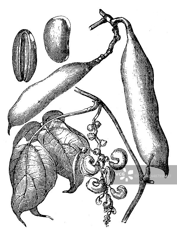 卡拉巴豆古董插画图片素材