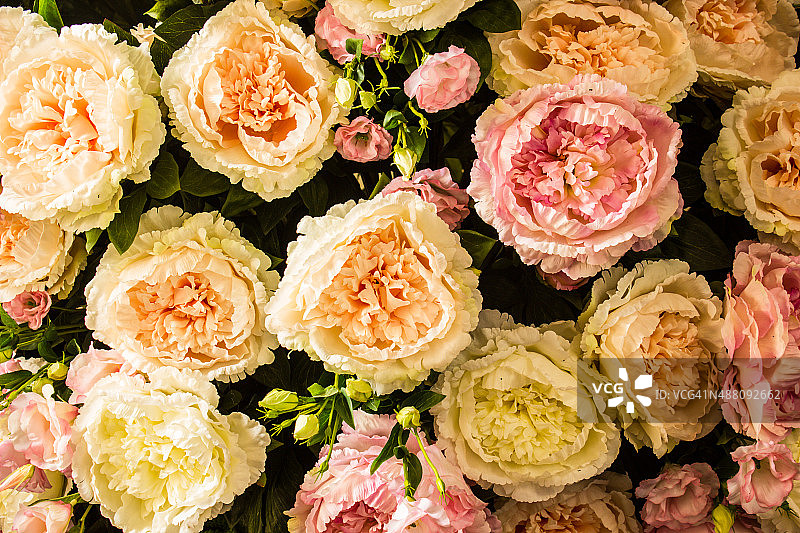 玫瑰花束图片素材