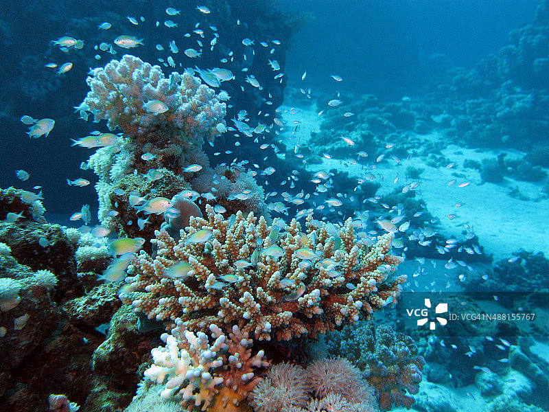 热带海洋深处的珊瑚礁图片素材