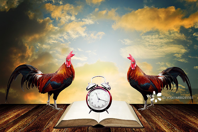 清晨在鸡鸣声中醒来阅读图片素材