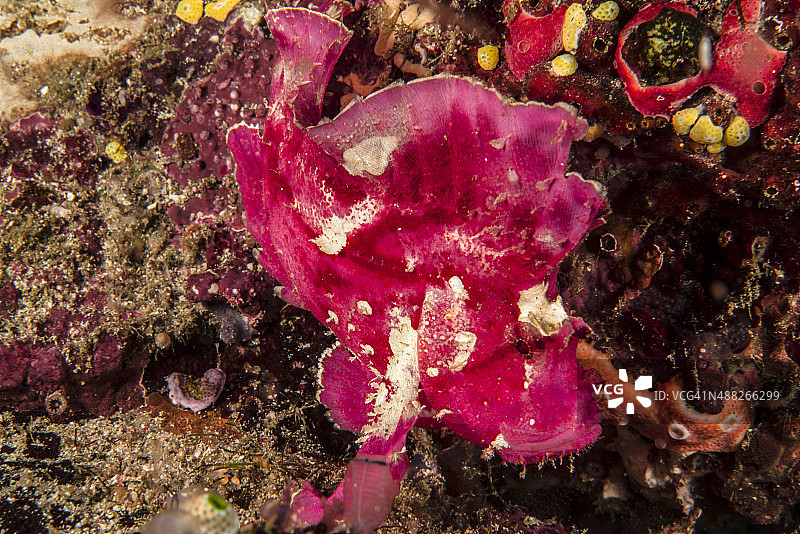 粉色鱼图片素材