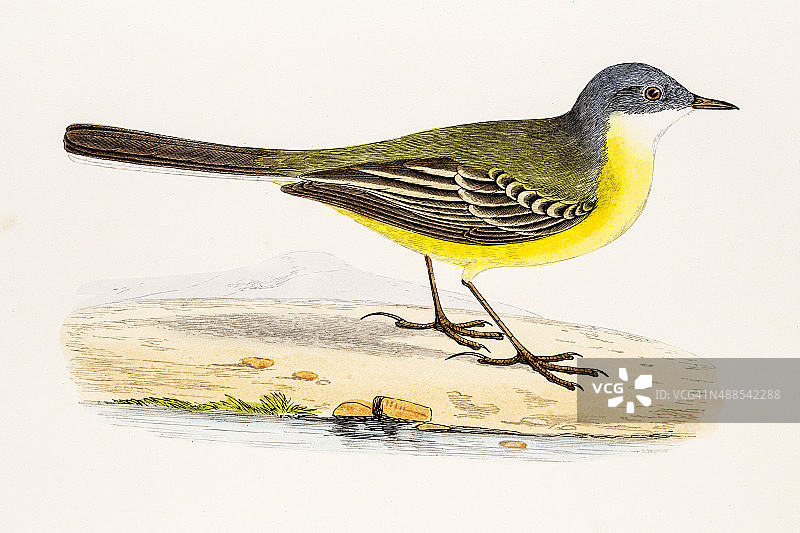 19世纪科学插画：黄鹡鸰图片素材