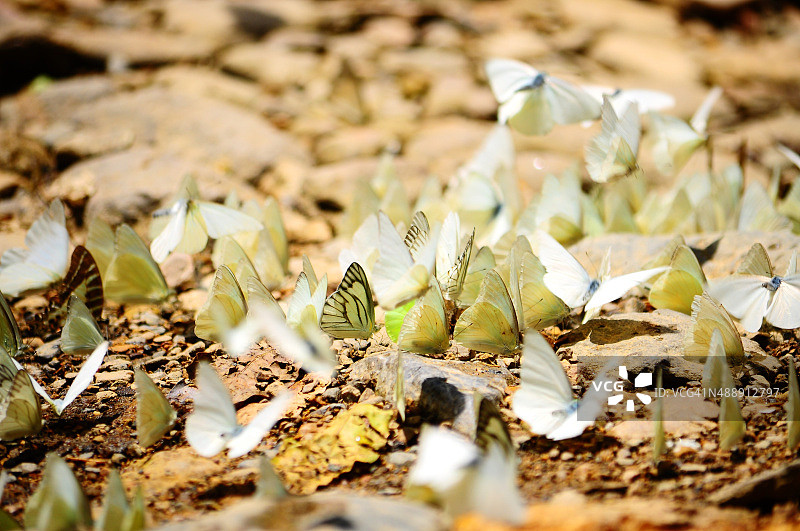 白色蝴蝶图片素材