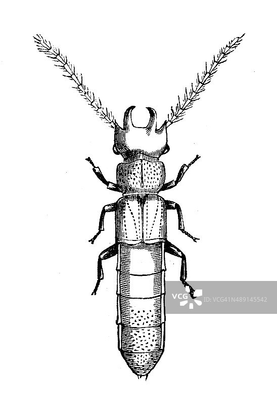 四角隐翅虫古董插画图片素材