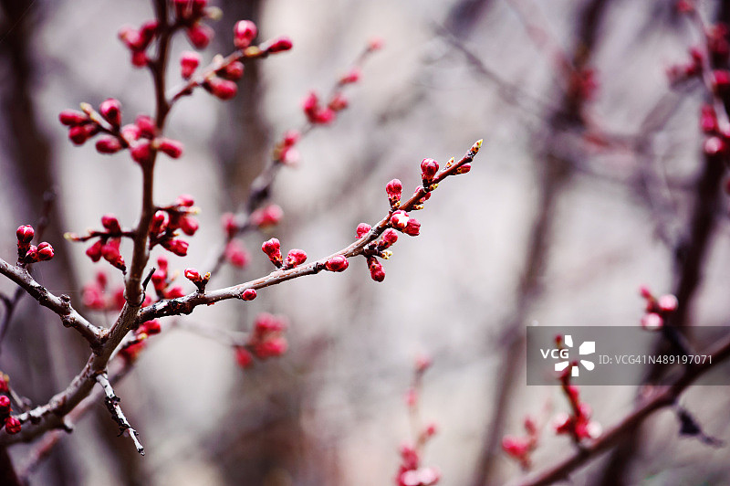 杏树开花图片素材