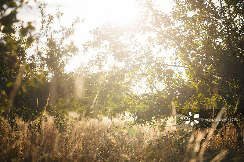 夏天的草地图片素材