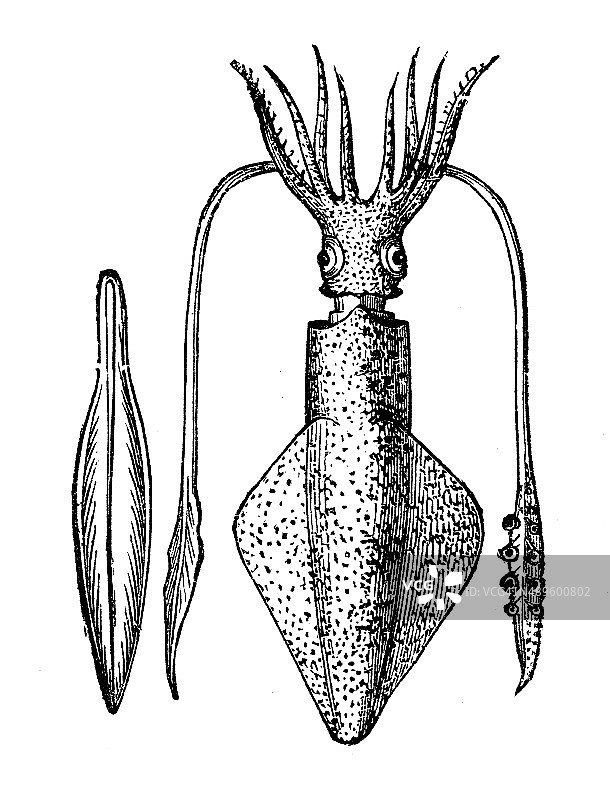 常见鱿鱼（枪乌贼) 古董插画图片素材