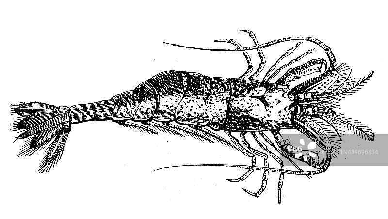 褐虾古董插画图片素材