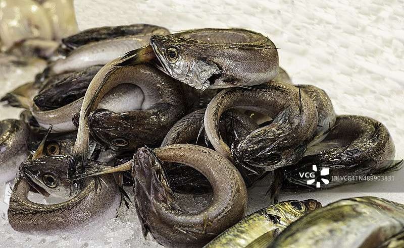 新鲜鳗鱼图片素材