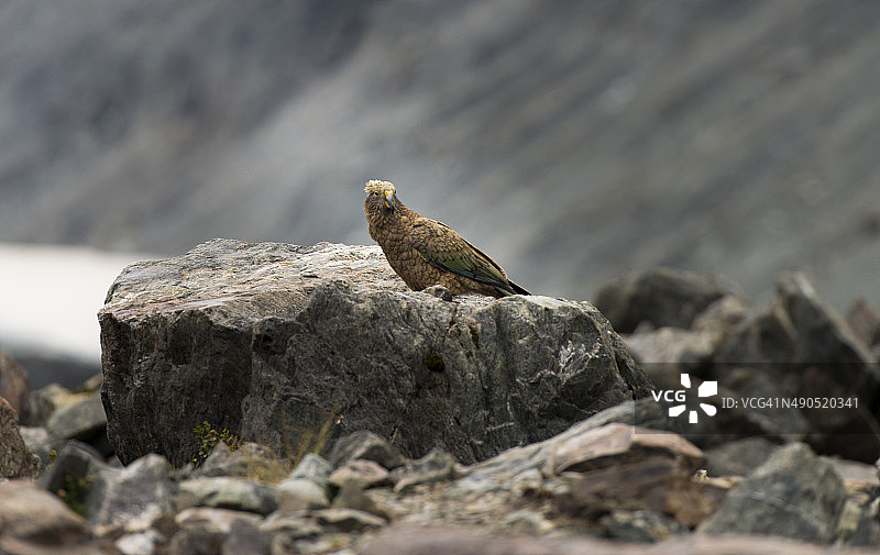 胡克山谷的啄羊鹦鹉（新西兰）图片素材
