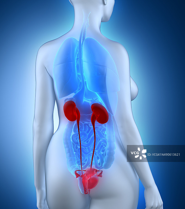 女性泌尿生殖系统后视图白色解剖图图片素材