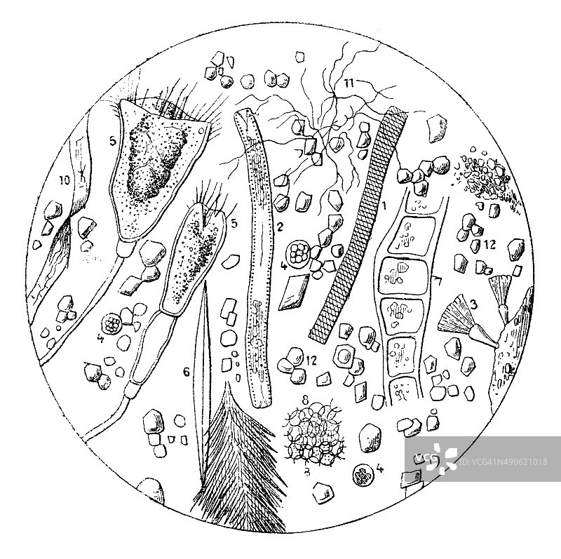 水滴中的生命古董插画图片素材
