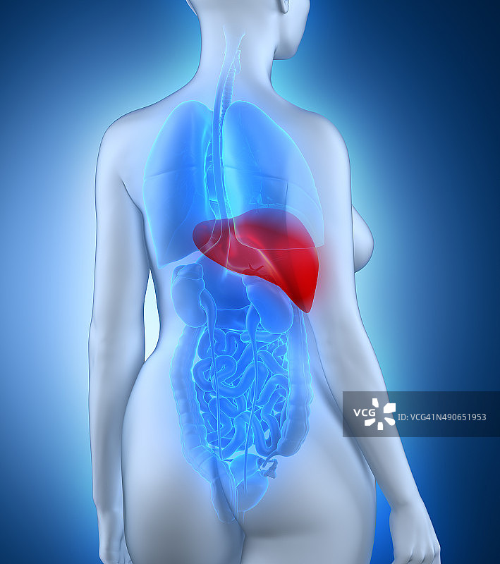 女人肝脏解剖白色后视图图片素材