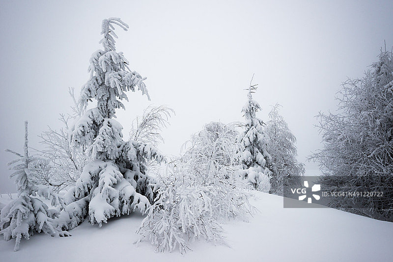 雾中山间的冬季冷杉图片素材