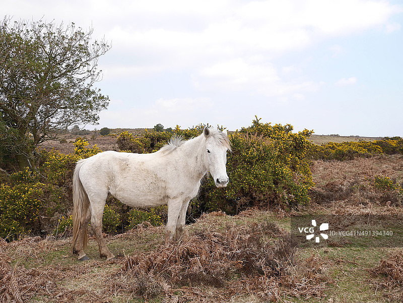新森林石楠草原上的白色野马图片素材