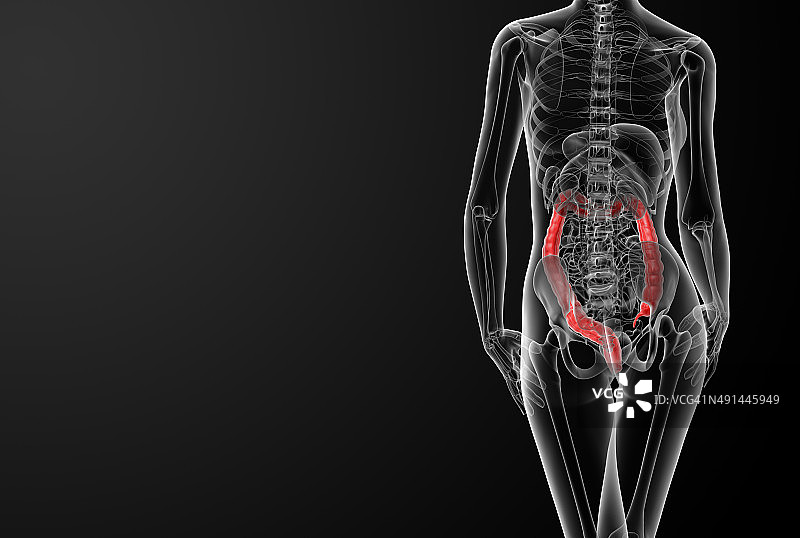 3D女性解剖图：大肠图片素材