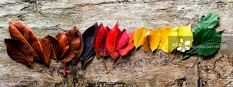 木质背景上的彩色秋叶全景图片素材