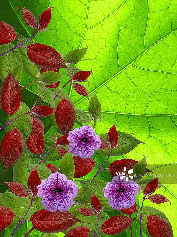 绿色花卉背景上的花朵图片素材