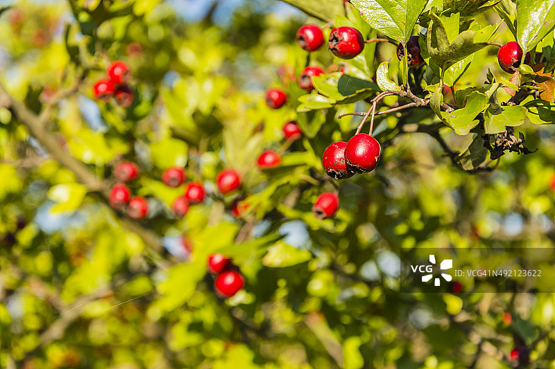 山楂红果图片素材