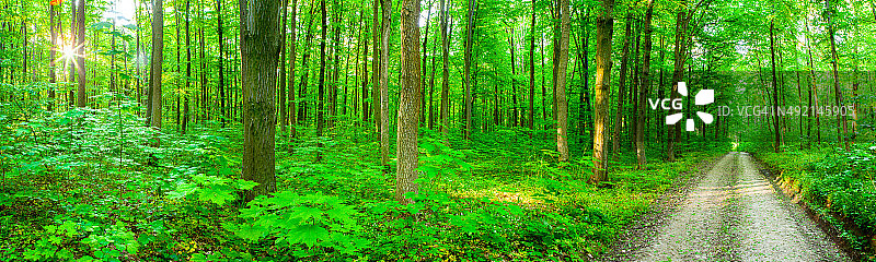 森林全景图片素材