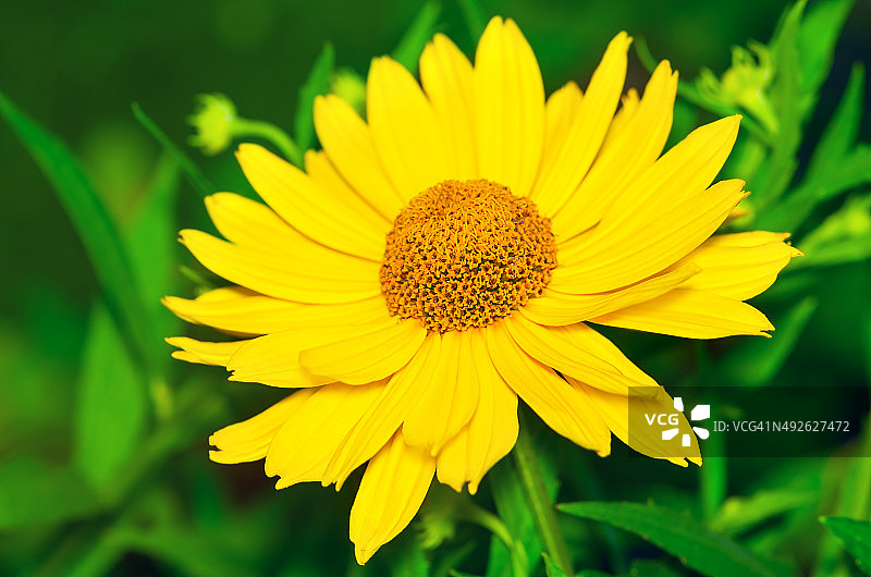 美丽的黄色甘菊图片素材