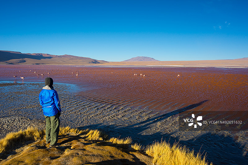 游客在玻利维亚安第斯山脉的科罗拉达湖图片素材