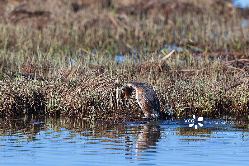 大冠水鸟图片素材