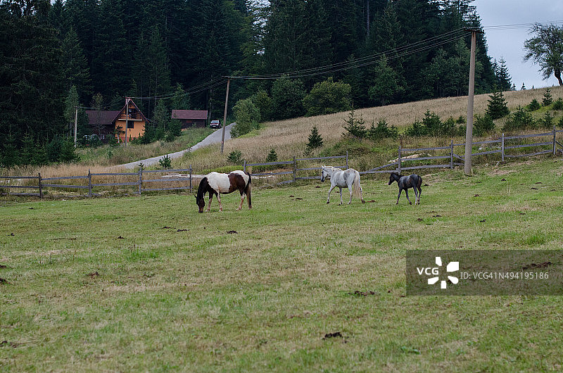 马的家庭图片素材