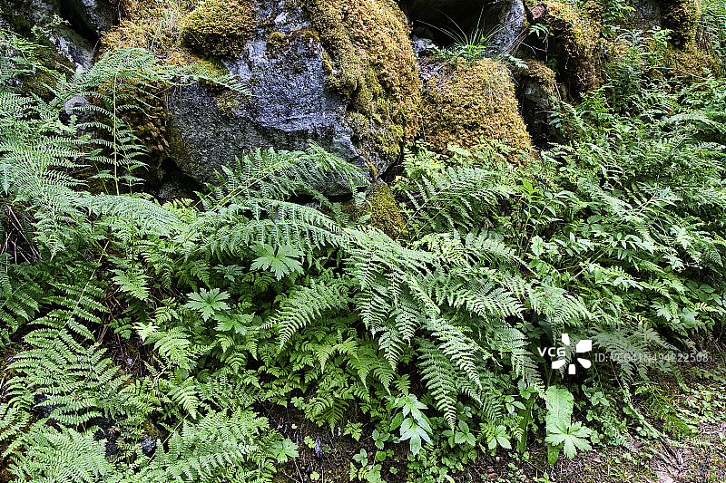 苔藓和欧洲蕨图片素材