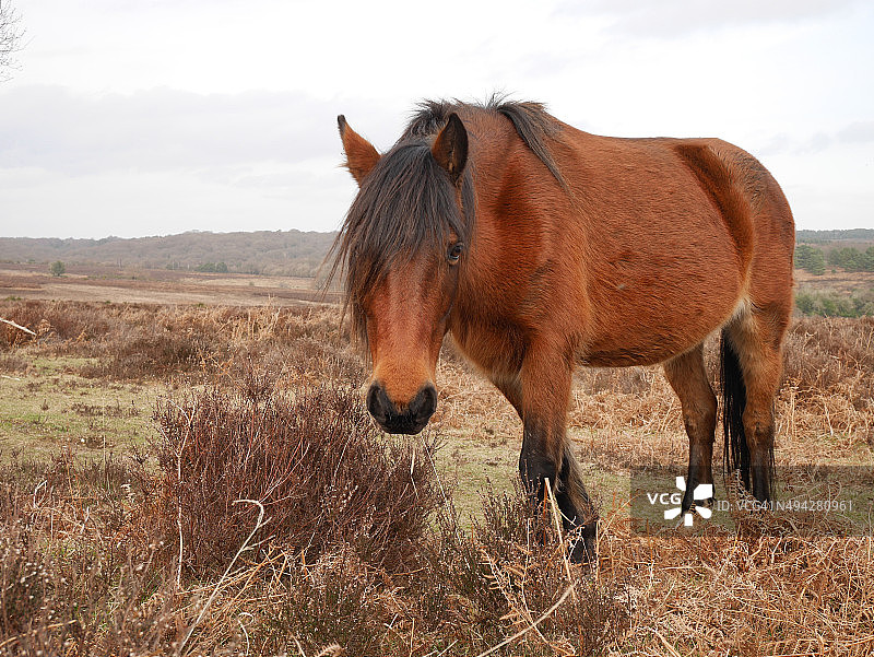 新森林国家公园的枣红色野马图片素材