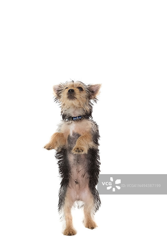 可爱的小约克夏犬站立图片素材