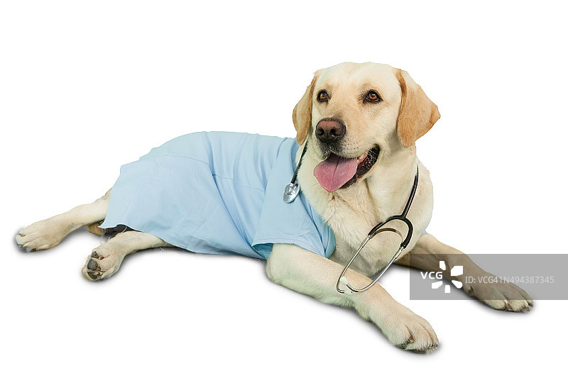 可爱的拉布拉多犬穿着手术服戴着听诊器躺在地板上图片素材