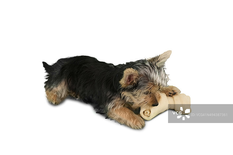 约克夏梗犬幼犬正在啃骨头图片素材