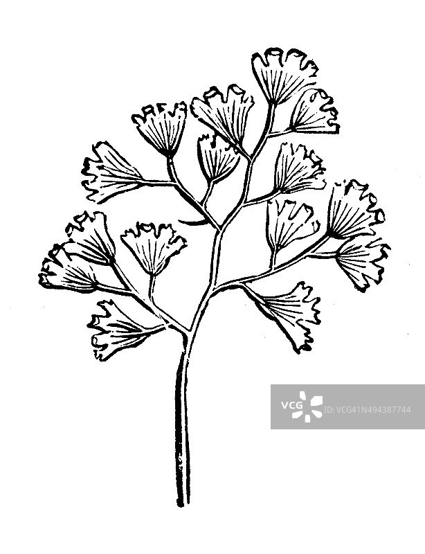 铁线蕨古董插画图片素材