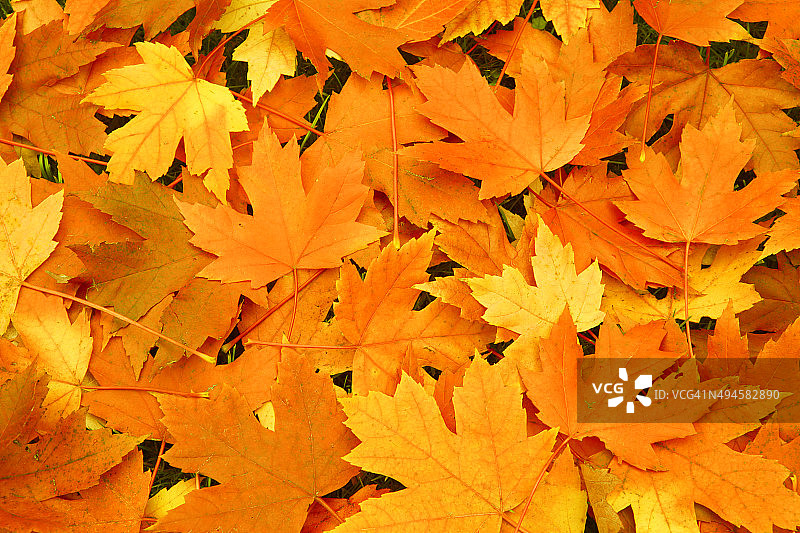 橙色秋叶背景图片素材