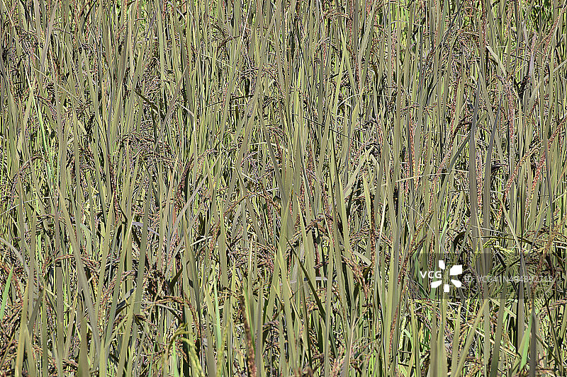 黑色糯米的生殖阶段图片素材