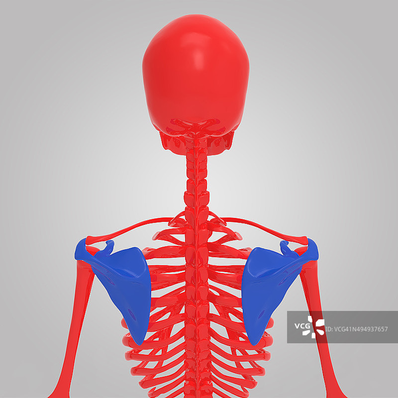 肩胛骨图片素材