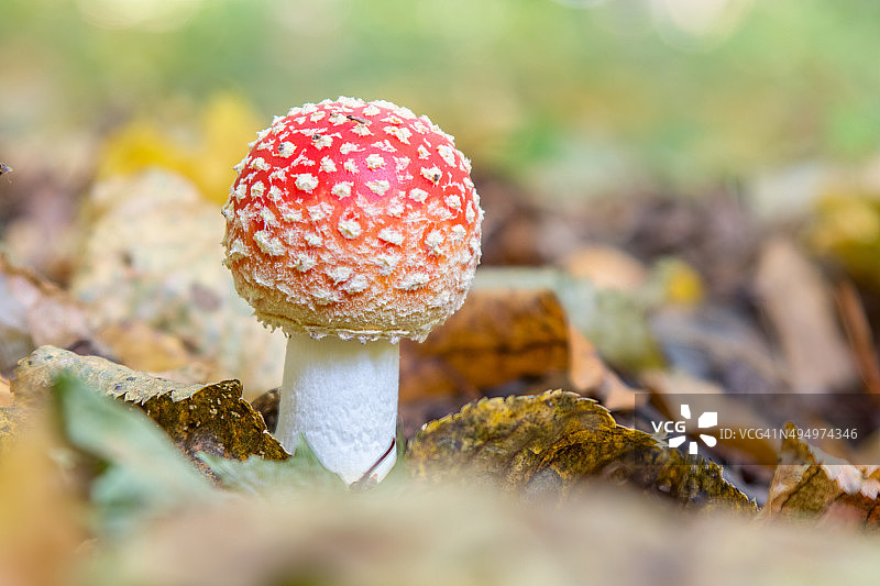 森林中的毒蝇伞图片素材