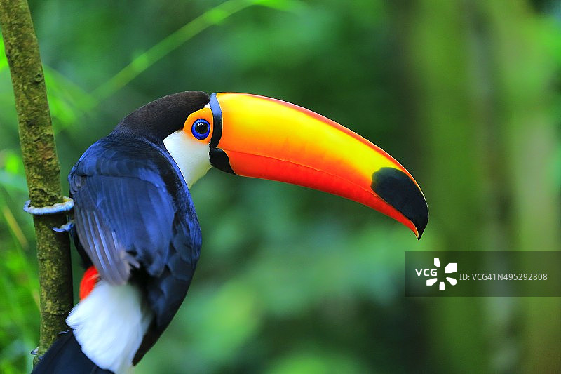 色彩鲜艳的可爱巨嘴鸟，巴西亚马逊图片素材