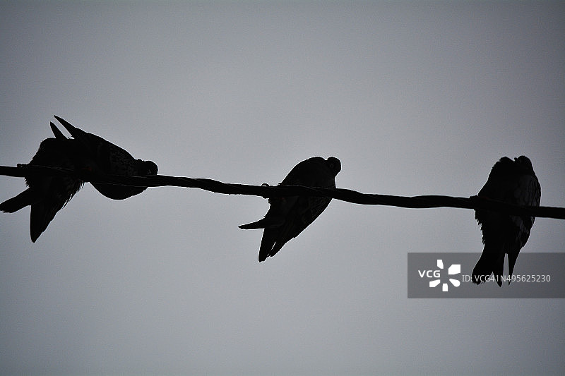 电缆上的鸟图片素材